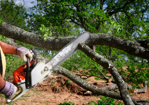 Trusted Friedens, PA Tree Services Experts